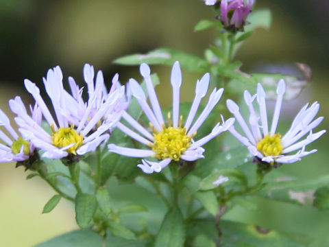 Aster microcephalus var. ripensis f. tubulosus