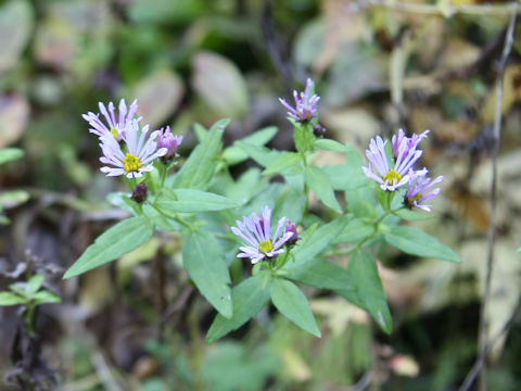 Aster microcephalus var. ripensis f. tubulosus