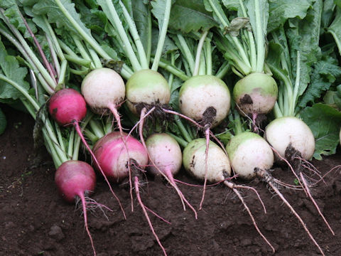 Raphanus sativus var. hortensis