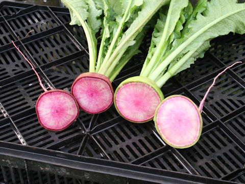 Raphanus sativus var. hortensis