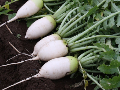 Raphanus sativus var. hortensis