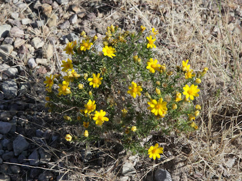 Thymophylla tenuiloba