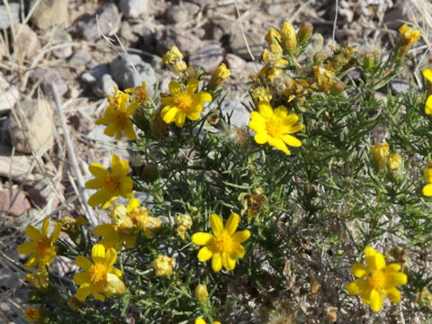 Thymophylla tenuiloba