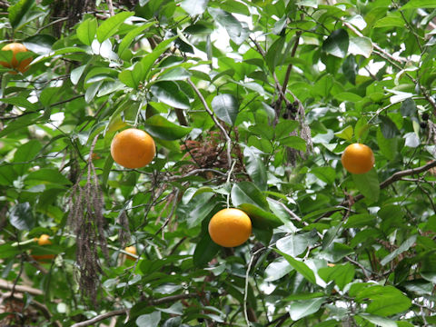 Citrus aurantium