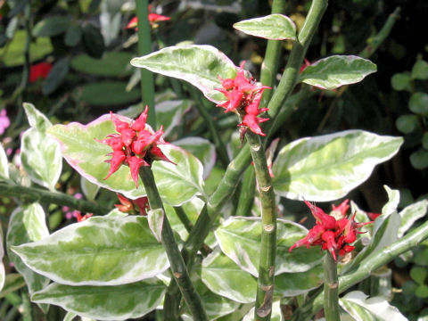 Pedilanthus tithymaloides cv. Cucullatus