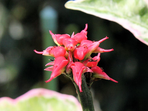 Pedilanthus tithymaloides cv. Cucullatus