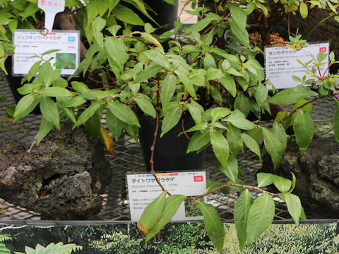 Persicaria taitoinsularis