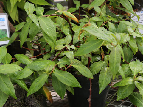 Persicaria taitoinsularis