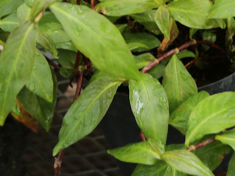 Persicaria taitoinsularis