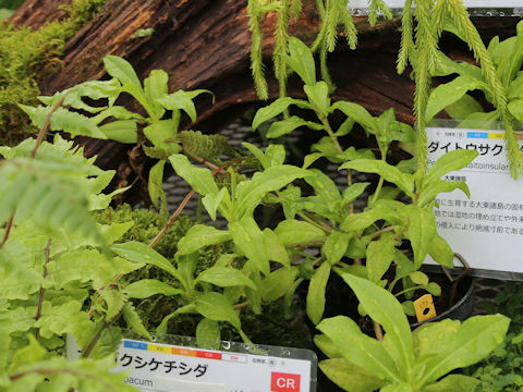 Persicaria taitoinsularis