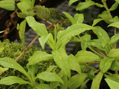 Persicaria taitoinsularis