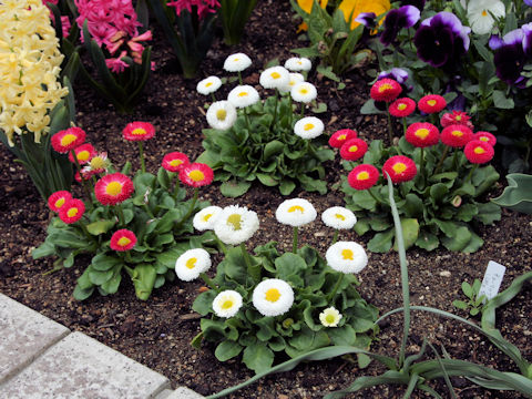 Bellis perennis