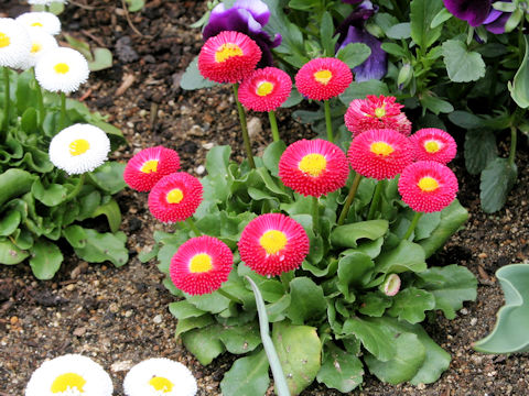 Bellis perennis