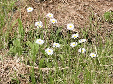 Bellis perennis