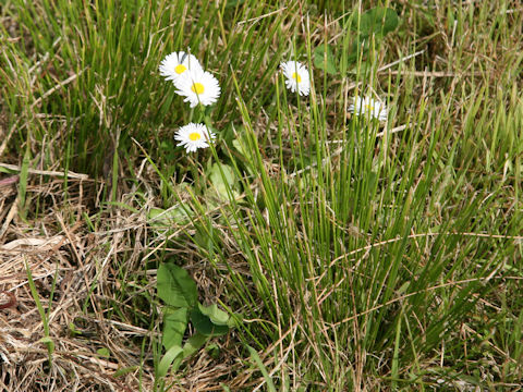 Bellis perennis
