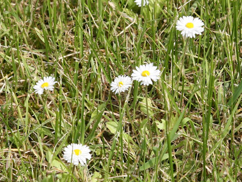 Bellis perennis