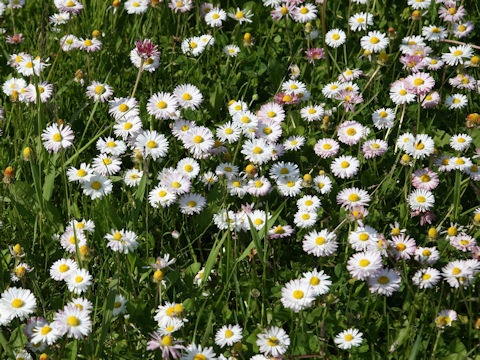 Bellis perennis