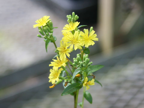 Crepidiastrum lanceolatum var. daitoense