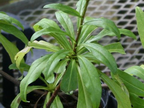 Crepidiastrum lanceolatum var. daitoense