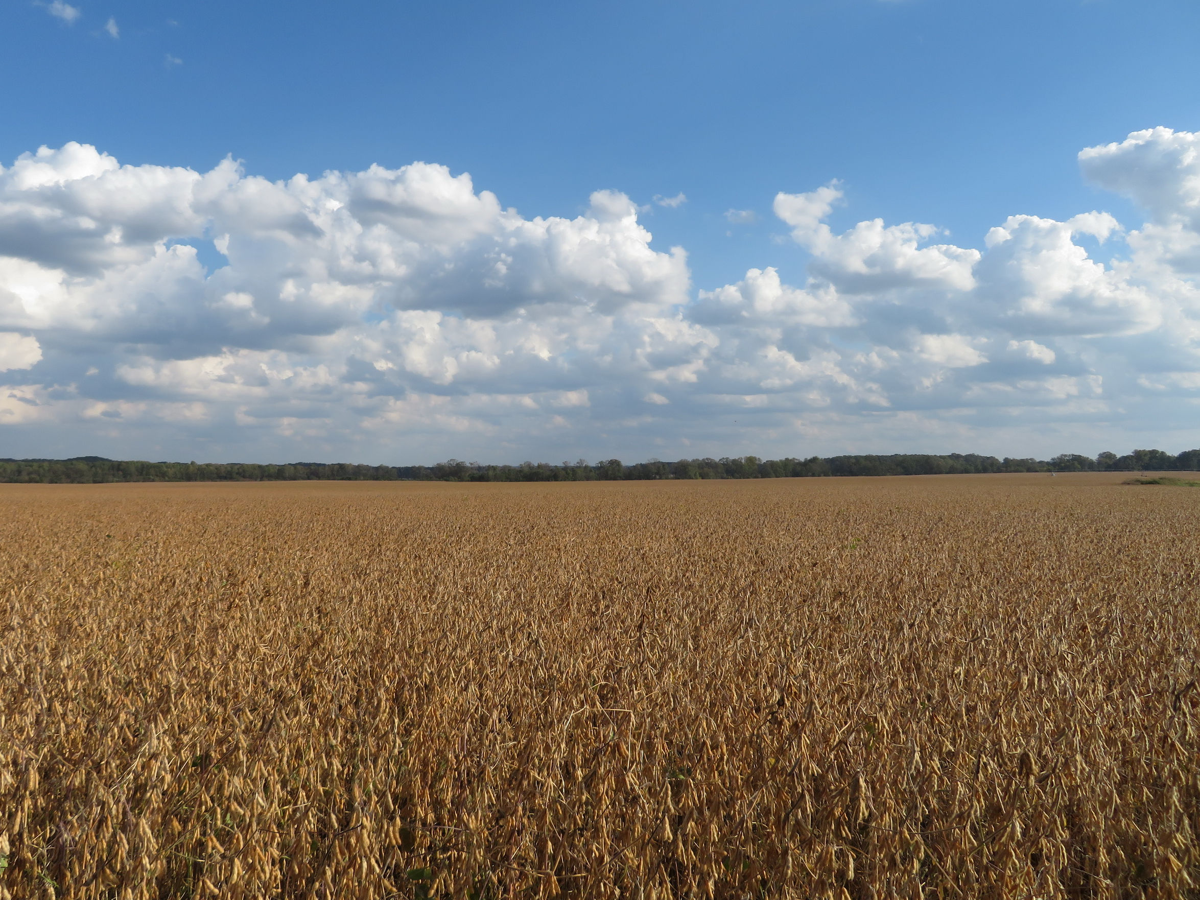 Glycine max ssp. max