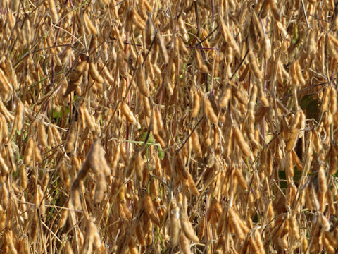 Glycine max ssp. max