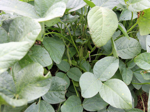 Glycine max ssp. max