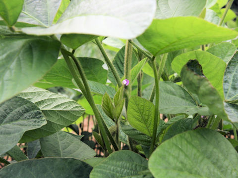 Glycine max ssp. max