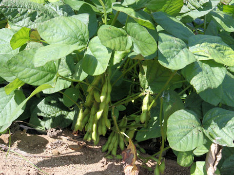 Glycine max ssp. max