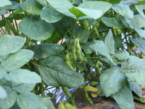 Glycine max ssp. max