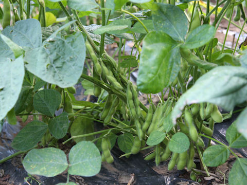 Glycine max ssp. max