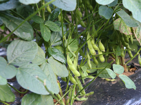 Glycine max ssp. max