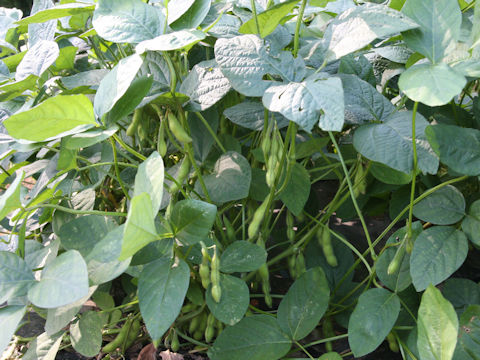 Glycine max ssp. max