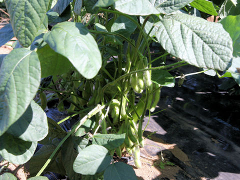 Glycine max ssp. max