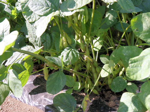 Glycine max ssp. max