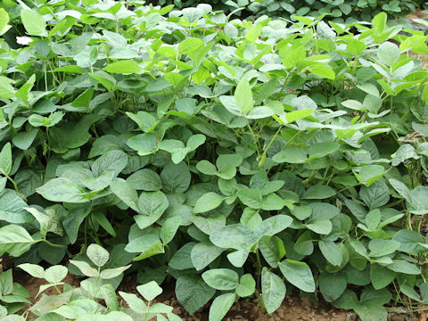 Glycine max ssp. max