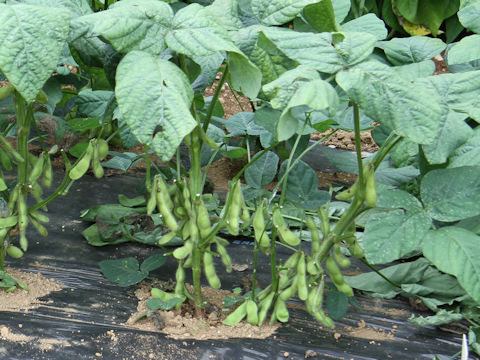 Glycine max ssp. max