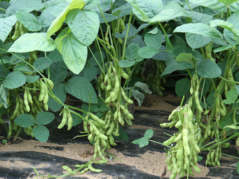 Glycine max ssp. max
