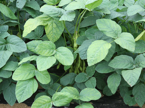 Glycine max ssp. max