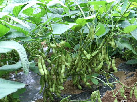 Glycine max ssp. max