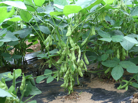 Glycine max ssp. max