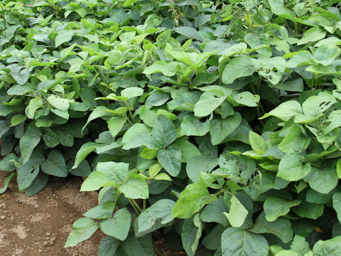 Glycine max ssp. max
