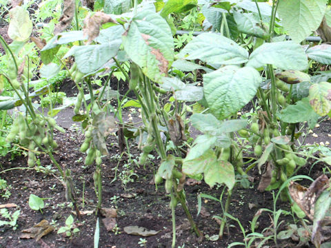 Glycine max ssp. max