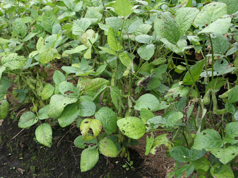 Glycine max ssp. max