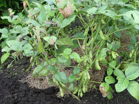 Glycine max ssp. max