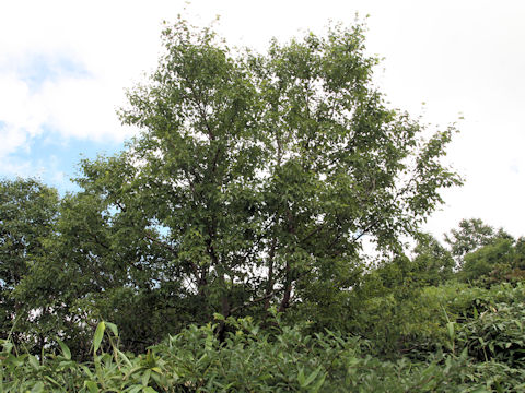 Betula ermanii