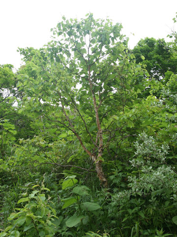 Betula ermanii