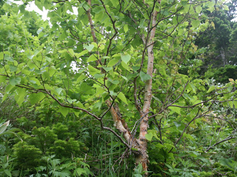 Betula ermanii