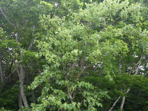 Betula ermanii