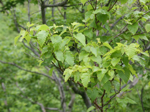 Betula ermanii
