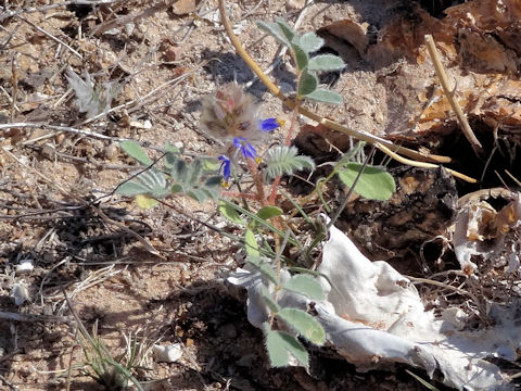 Dalea lachnostachys